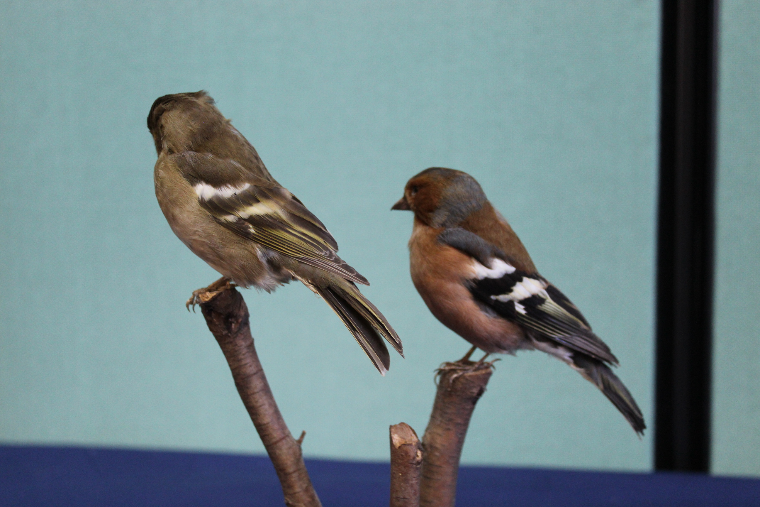 A taxidermy male and female Chaffinch, - Image 3 of 3