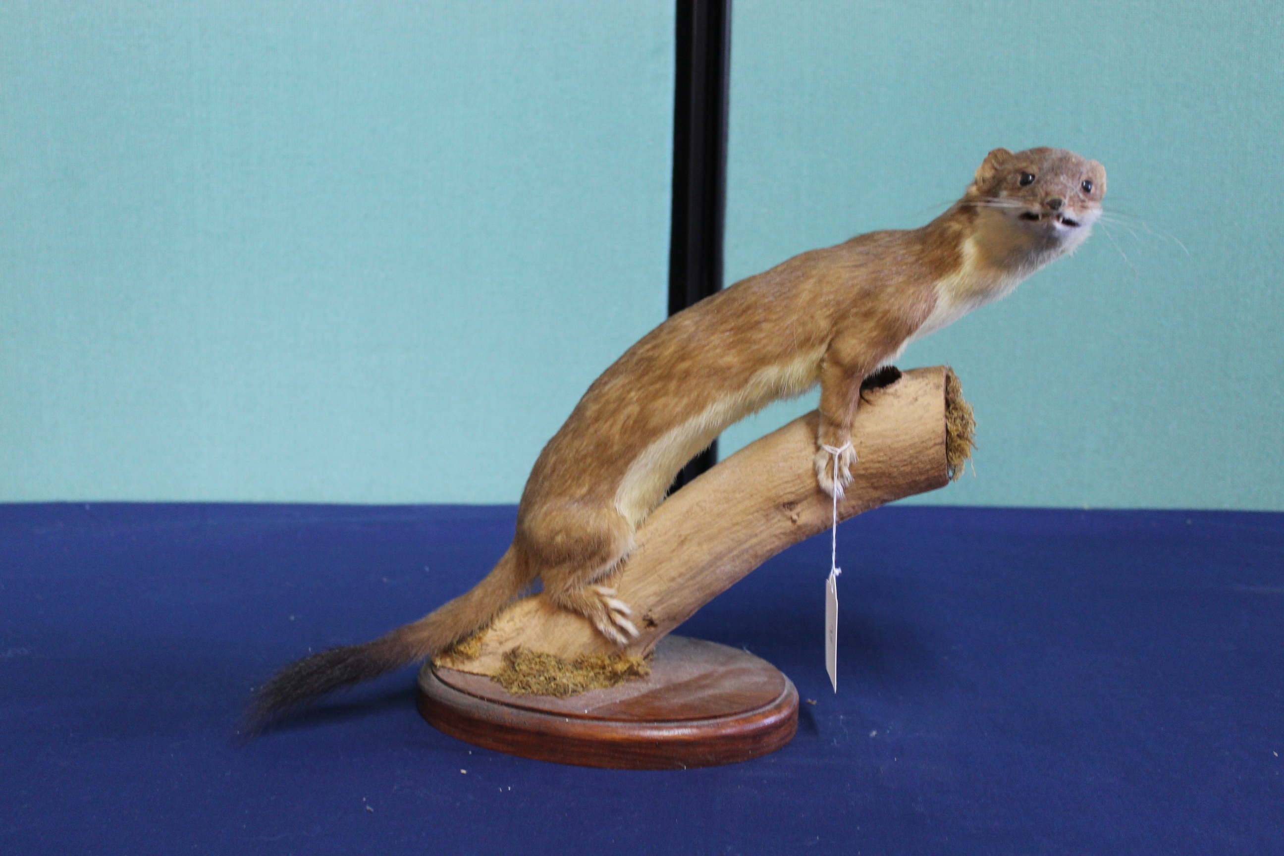 A taxidermy stoat mounted on its naturalistic branch setting