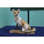 A taxidermy fox mounted in seated position (rear of right ear seam open)