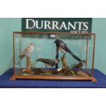 A cased display of four taxidermy birds including a magpie and stock dove,