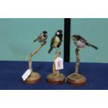 A taxidermy Marsh Tit with a Longtail Tit and a Great Tit,