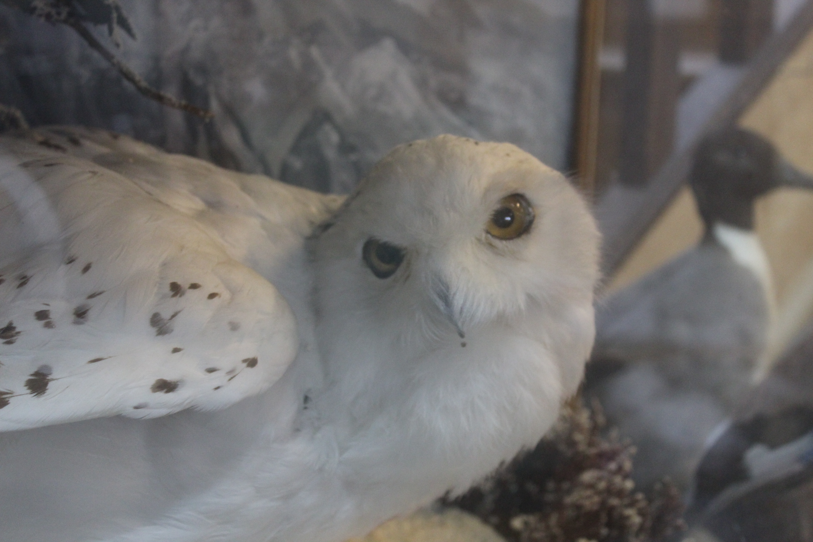 A taxidermy Snowy owl (Nyctea Scandiaca) cased within naturalistic setting with its prey, - Image 2 of 7