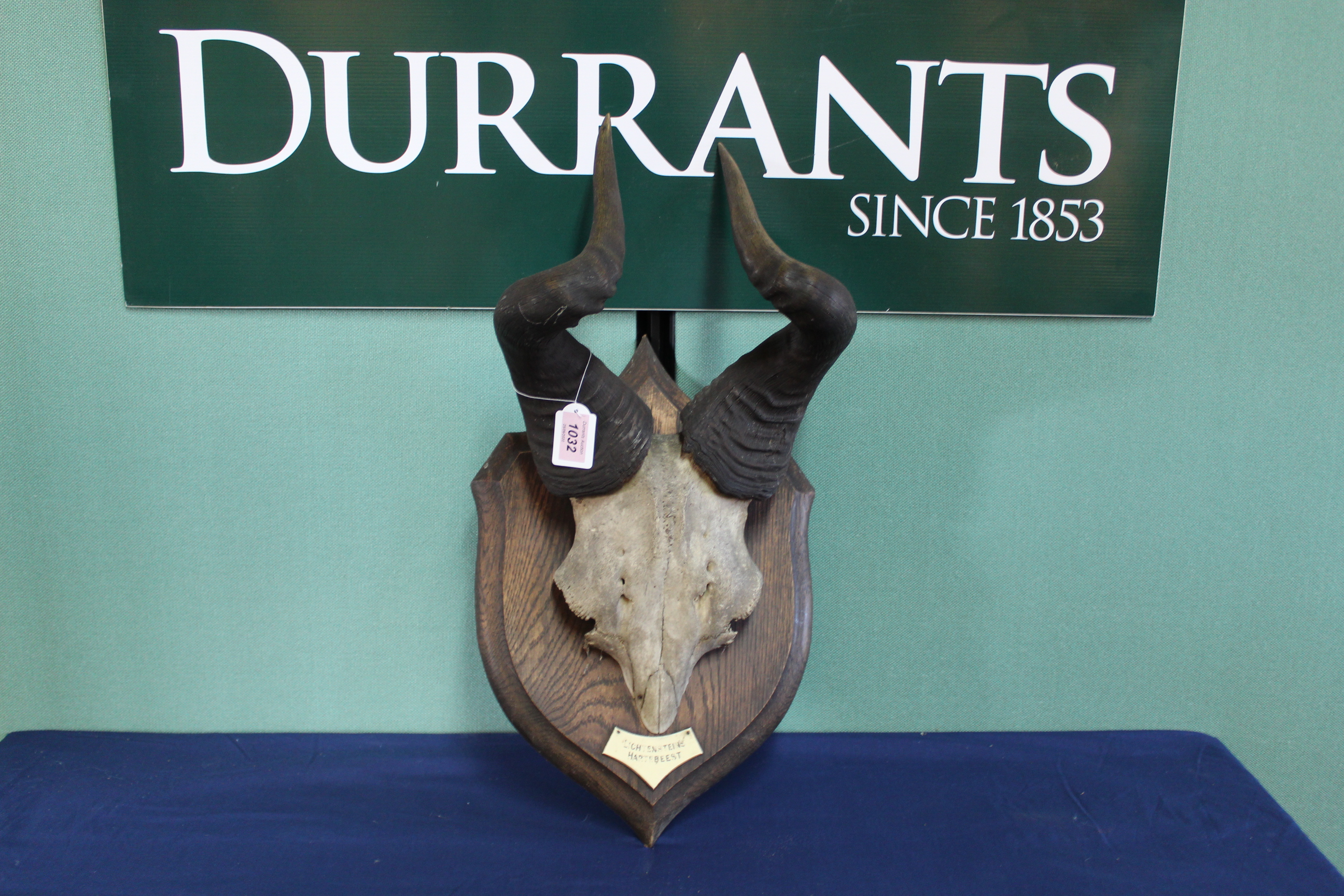 A pair of mounted antelope horns on wooden shield with plaque marked 'Lichtensteins Hartebeest',