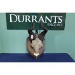 A pair of mounted antelope horns on wooden shield with plaque marked 'Lichtensteins Hartebeest',