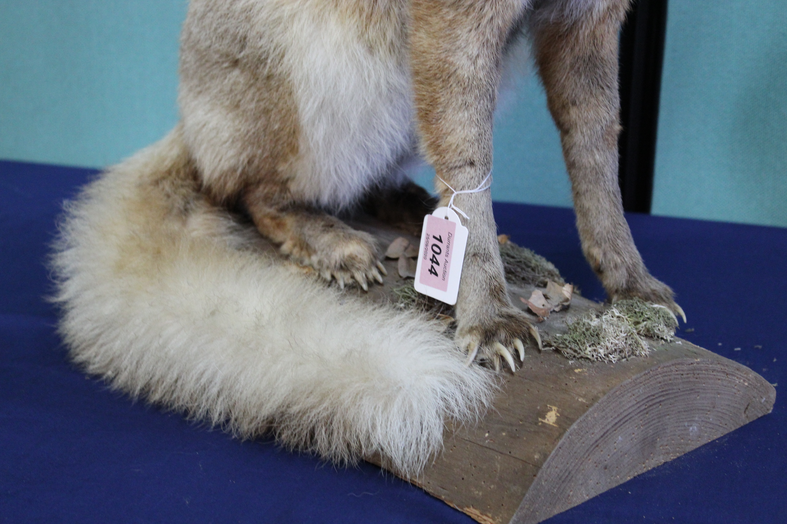 A taxidermy fox mounted in seated position (N.B. - Image 3 of 3