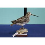 A taxidermy Snipe mounted on its base