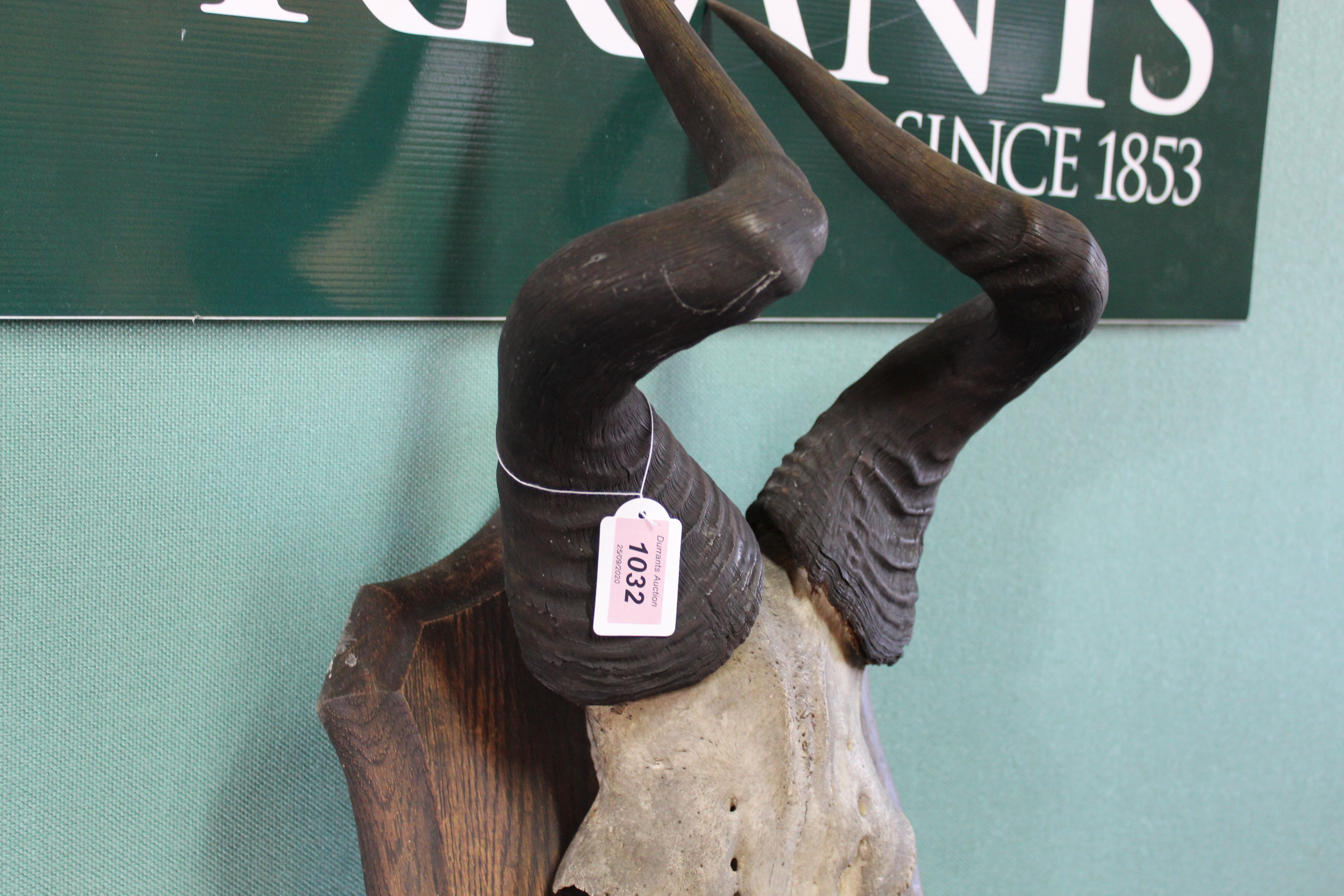 A pair of mounted antelope horns on wooden shield with plaque marked 'Lichtensteins Hartebeest', - Image 3 of 3