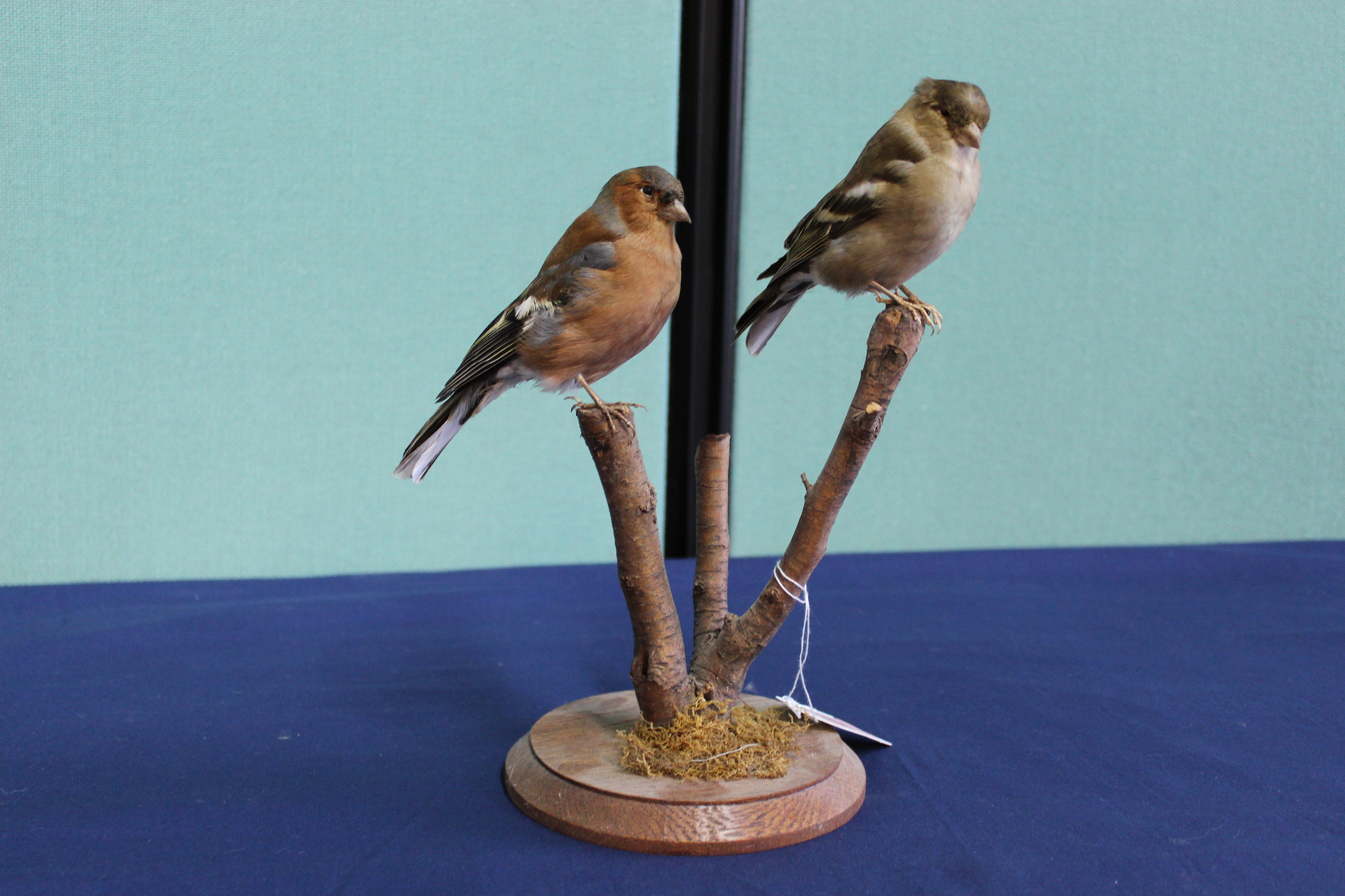 A taxidermy male and female Chaffinch,