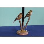 A taxidermy male and female Chaffinch,
