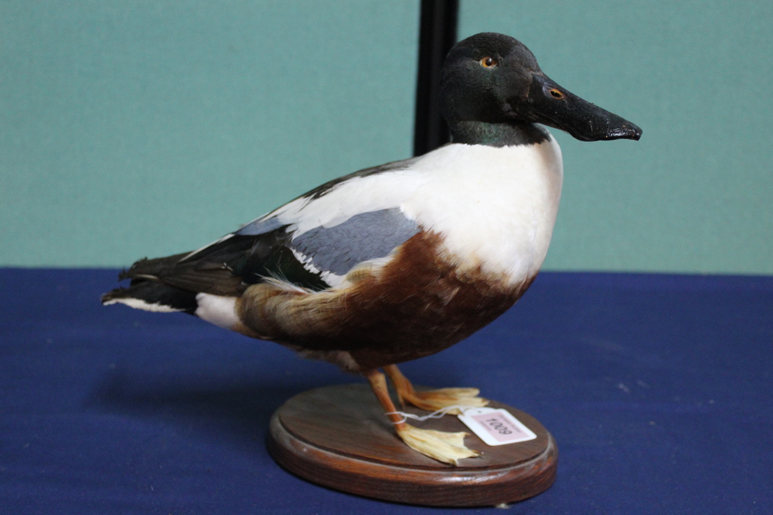 A taxidermy Shoveler (male) duck mounted on its wooden base