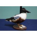 A taxidermy Shoveler (male) duck mounted on its wooden base