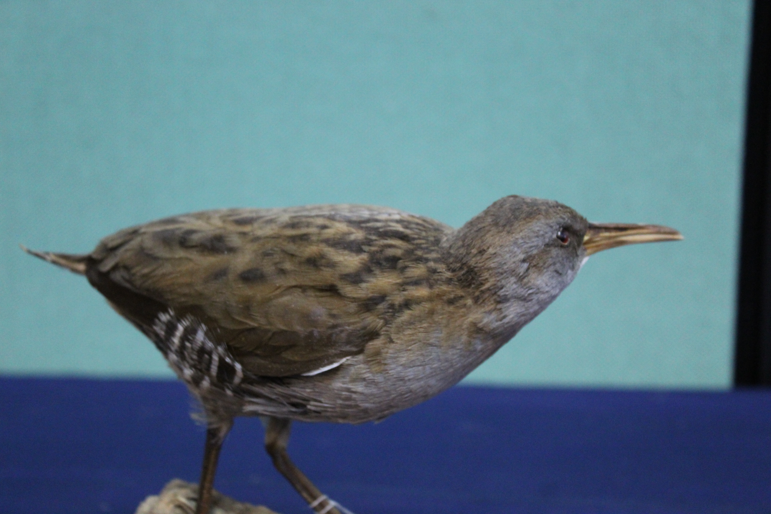 A taxidermy Water Rail mounted on wooden plinth and rustic base - Image 3 of 3