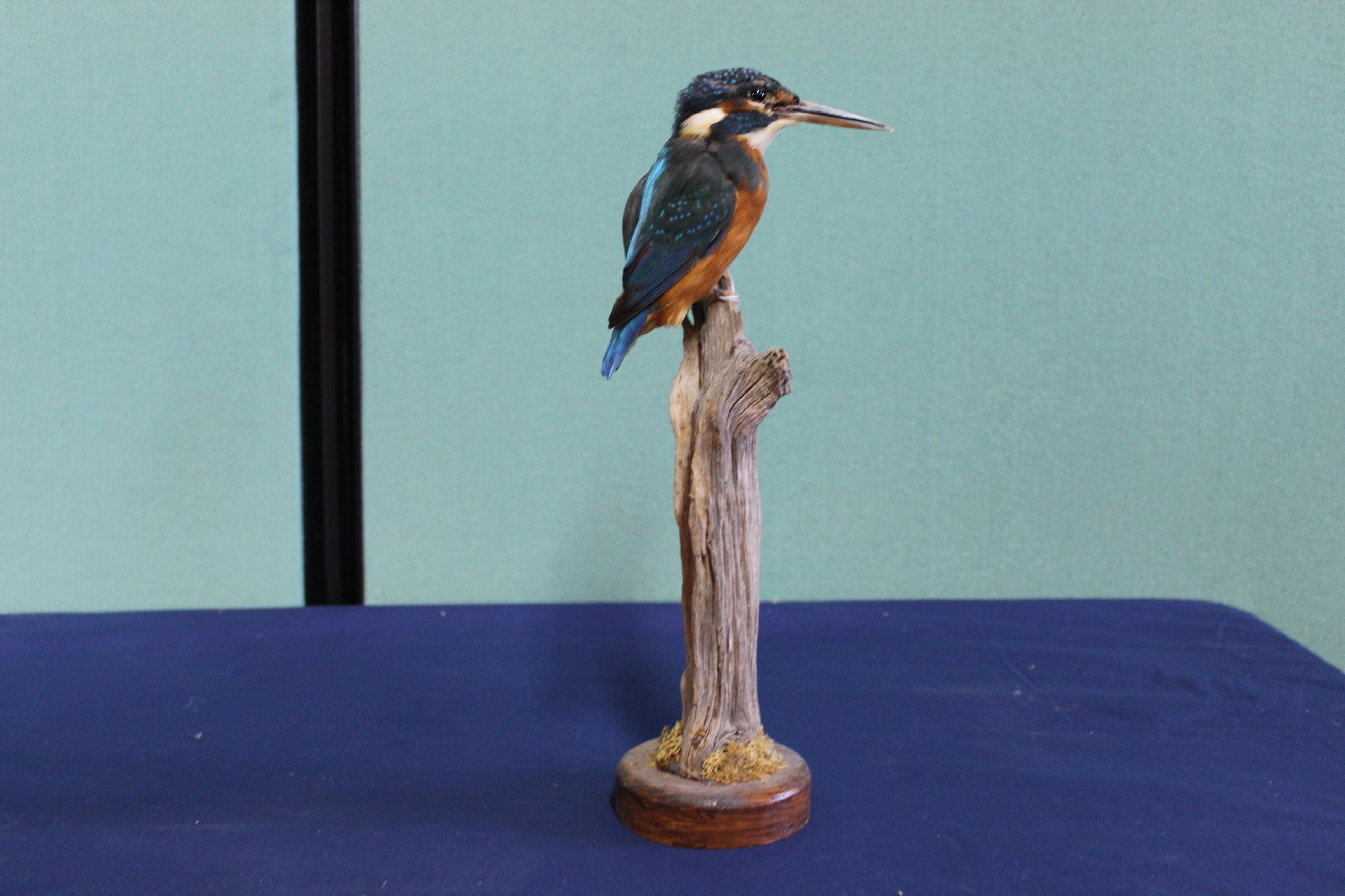 A taxidermy Kingfisher mounted on a naturalistic branch