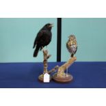 A taxidermy Blackbird with a Song Thrush example,
