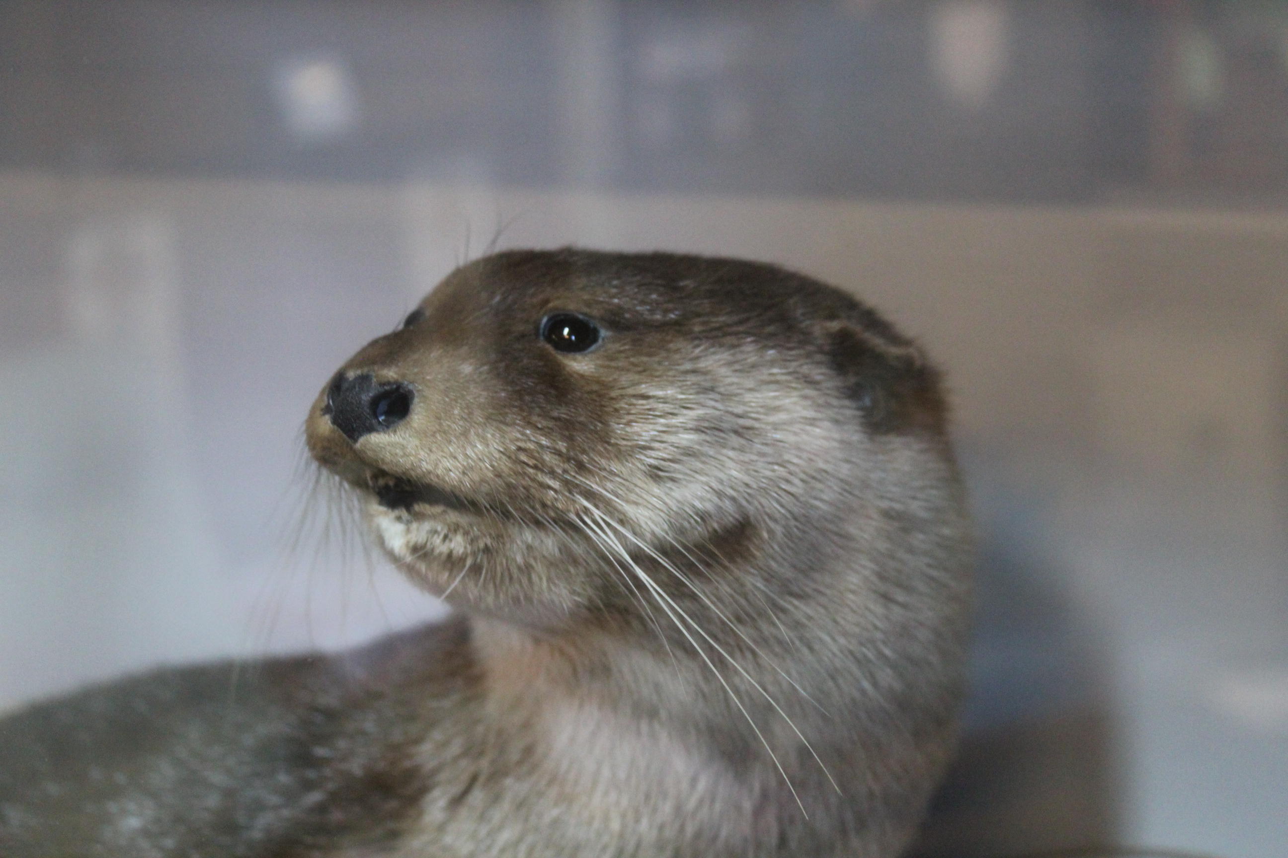 A cased taxidermy otter mounted within naturalistic setting with trade label for H R Bennett, - Image 2 of 5