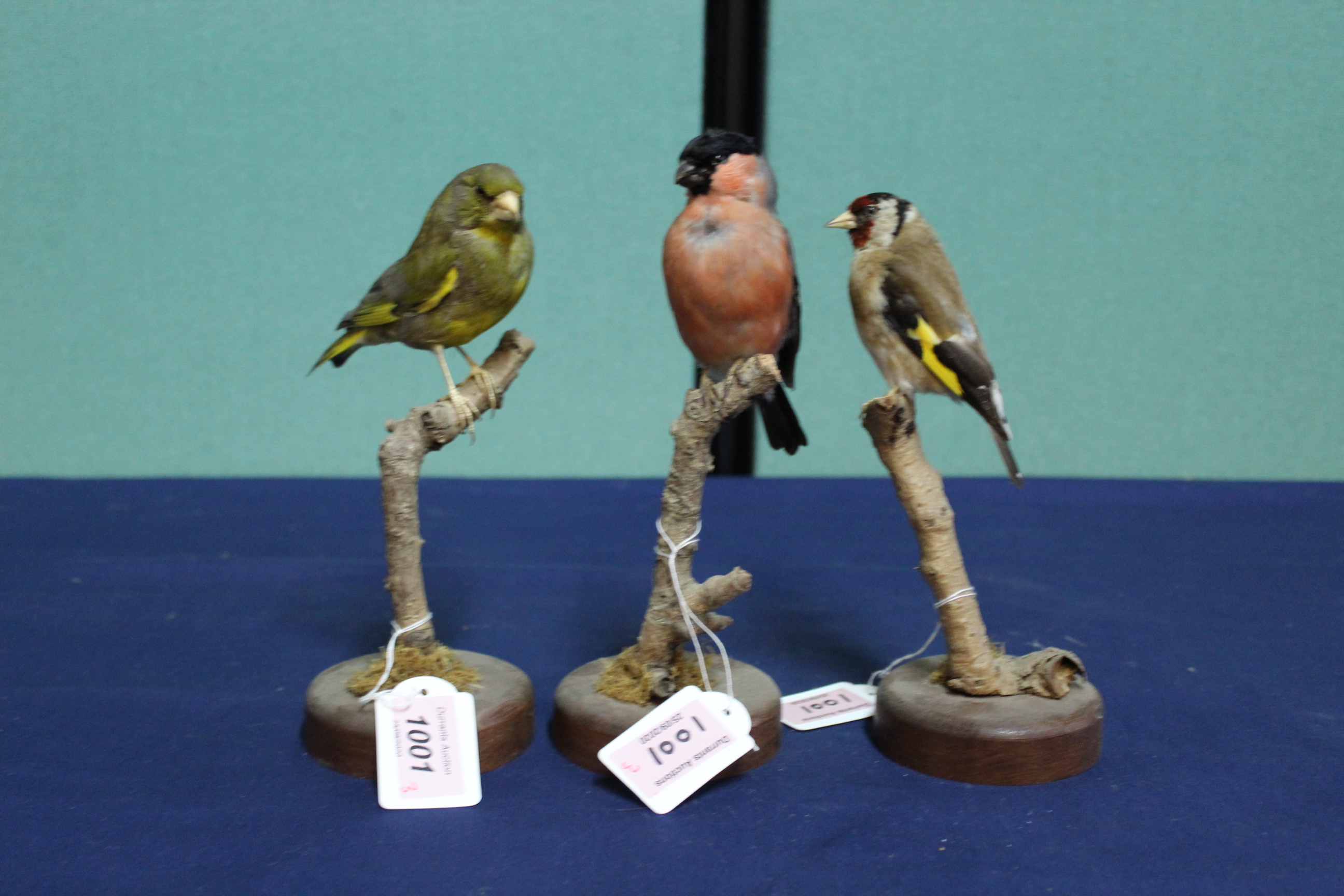 Three taxidermy finches, Goldfinch, Greenfinch and a Bullfinch,