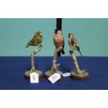 Three taxidermy finches, Goldfinch, Greenfinch and a Bullfinch,