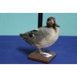A taxidermy Teal (male) mounted on a wooden plinth