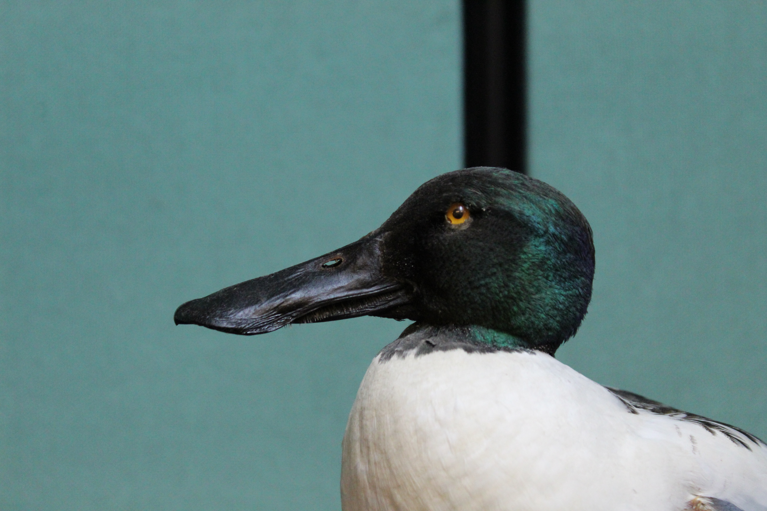 A taxidermy Shoveler (male) duck mounted on its wooden base - Image 3 of 3