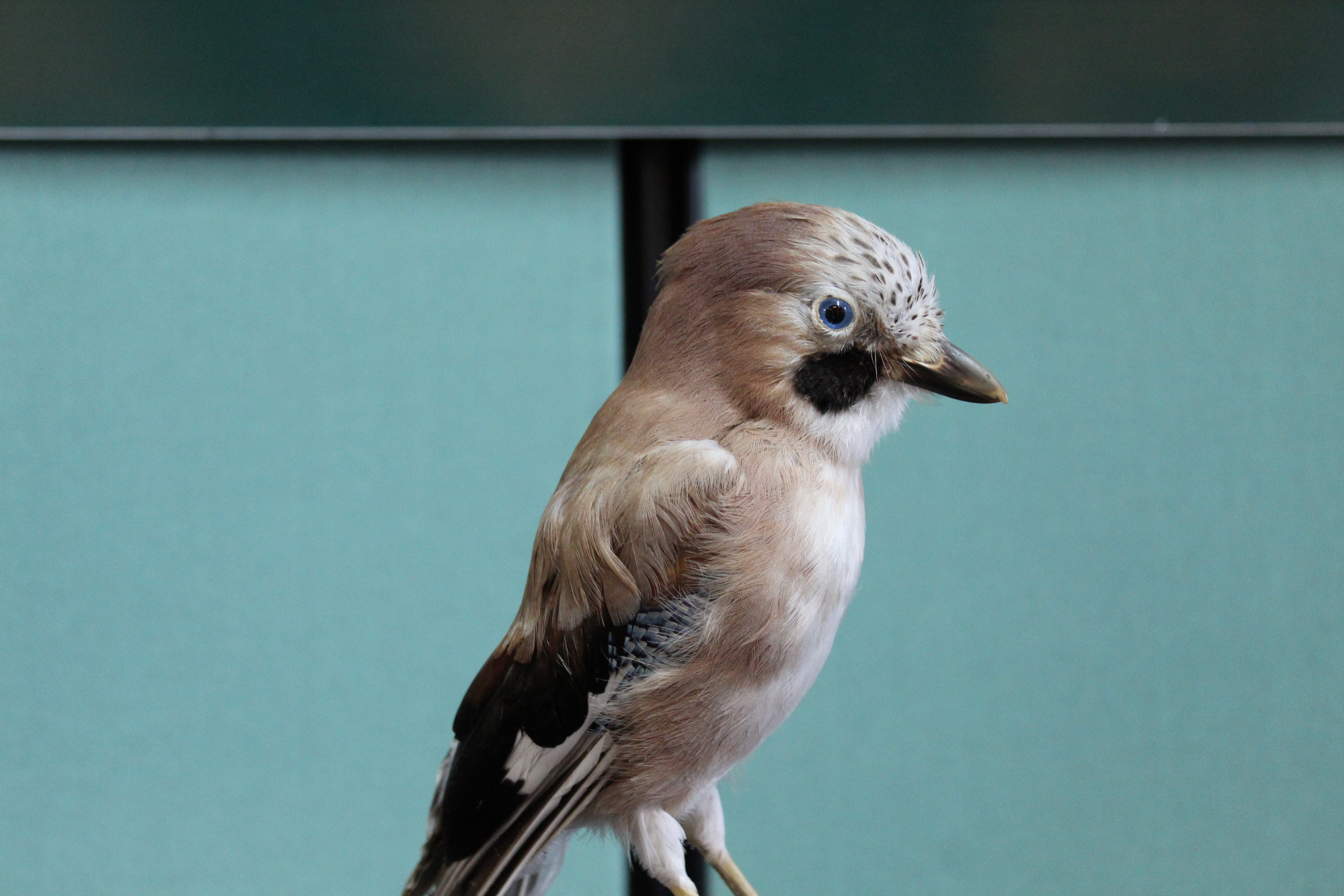 A taxidermy jay mounted on a wooden base and plinth - Image 2 of 3