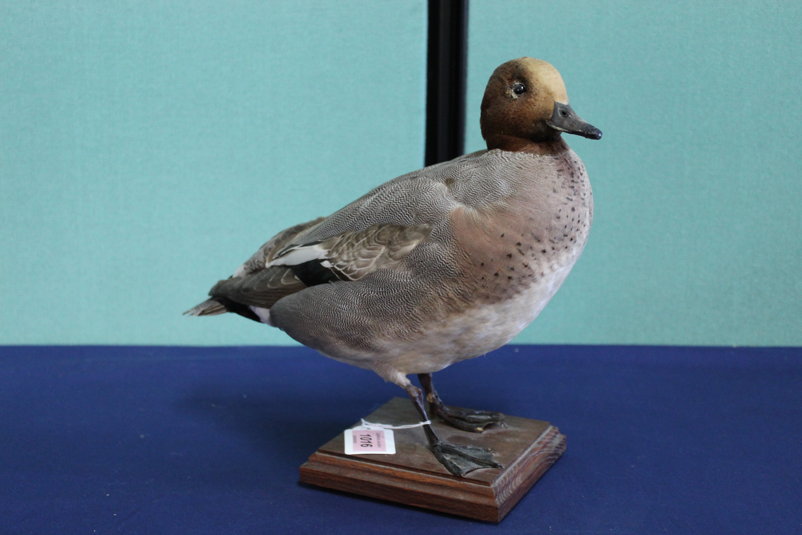 A taxidermy Wigeon duck mounted on a wooden plinth