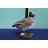 A taxidermy Wigeon duck mounted on a wooden plinth