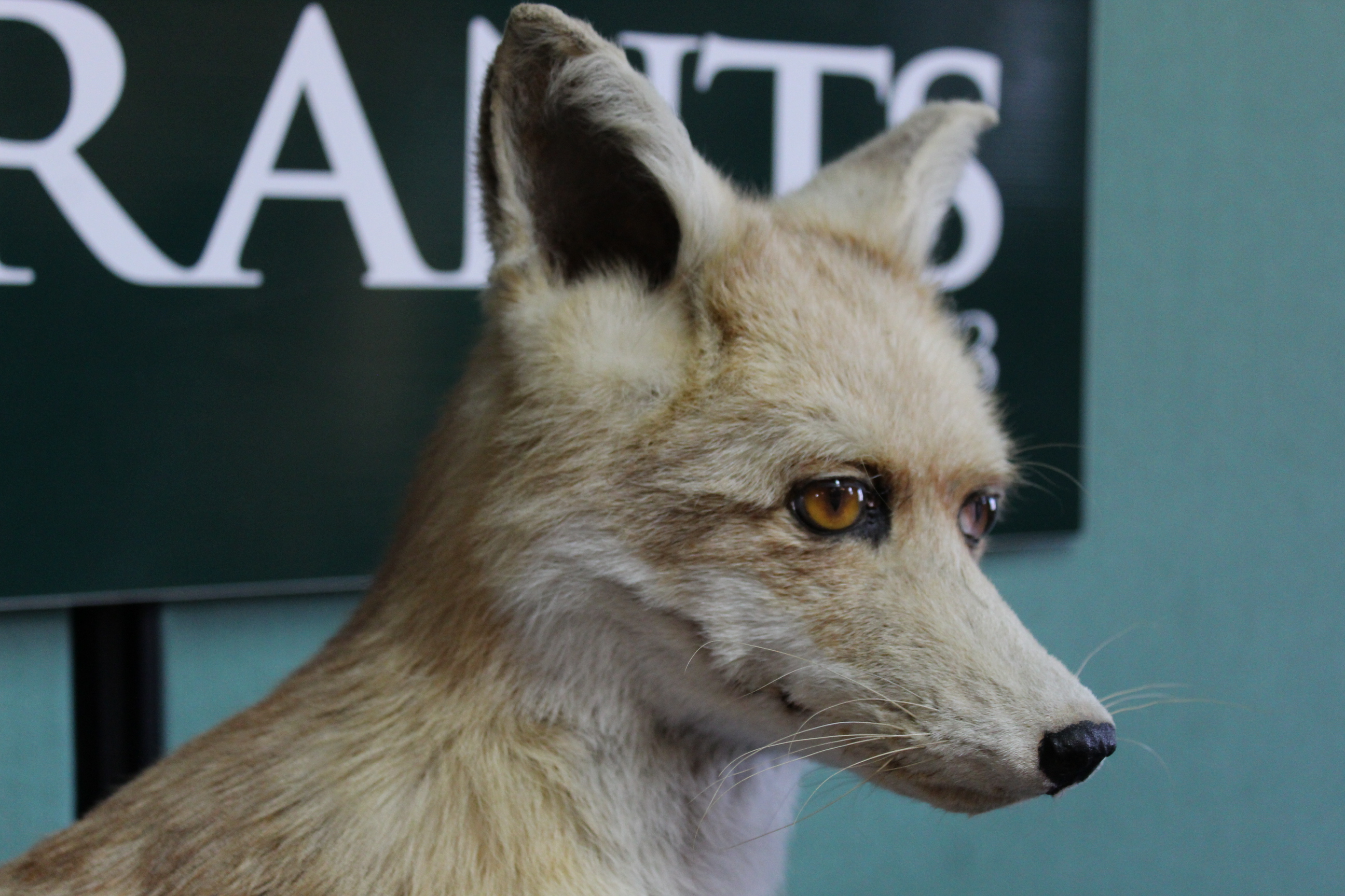 A taxidermy fox mounted in seated position (N.B. - Image 2 of 3