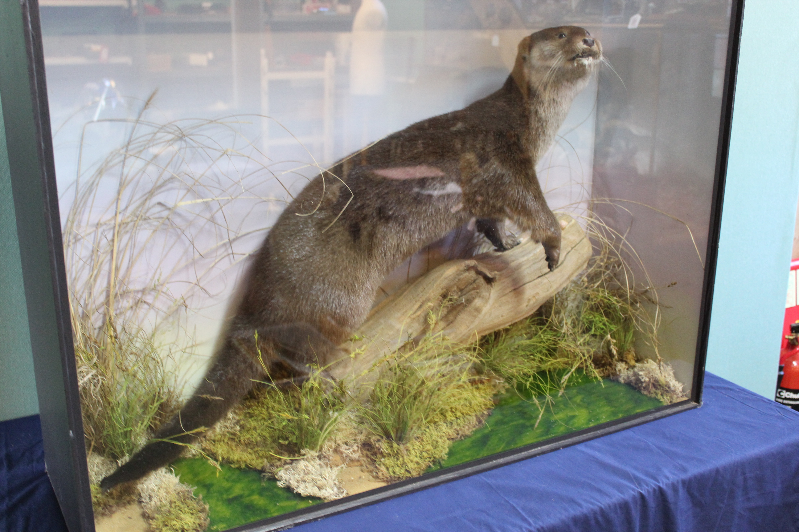 A cased taxidermy otter mounted within naturalistic setting with trade label for H R Bennett, - Image 5 of 5