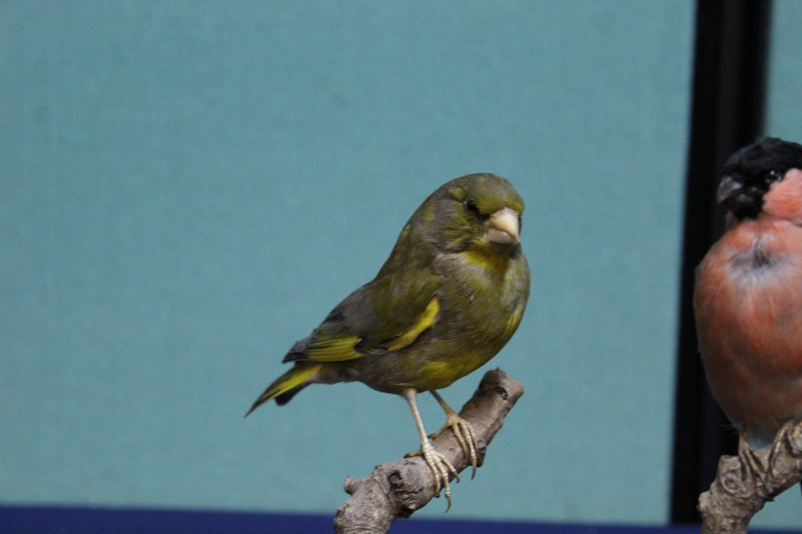 Three taxidermy finches, Goldfinch, Greenfinch and a Bullfinch, - Image 2 of 3