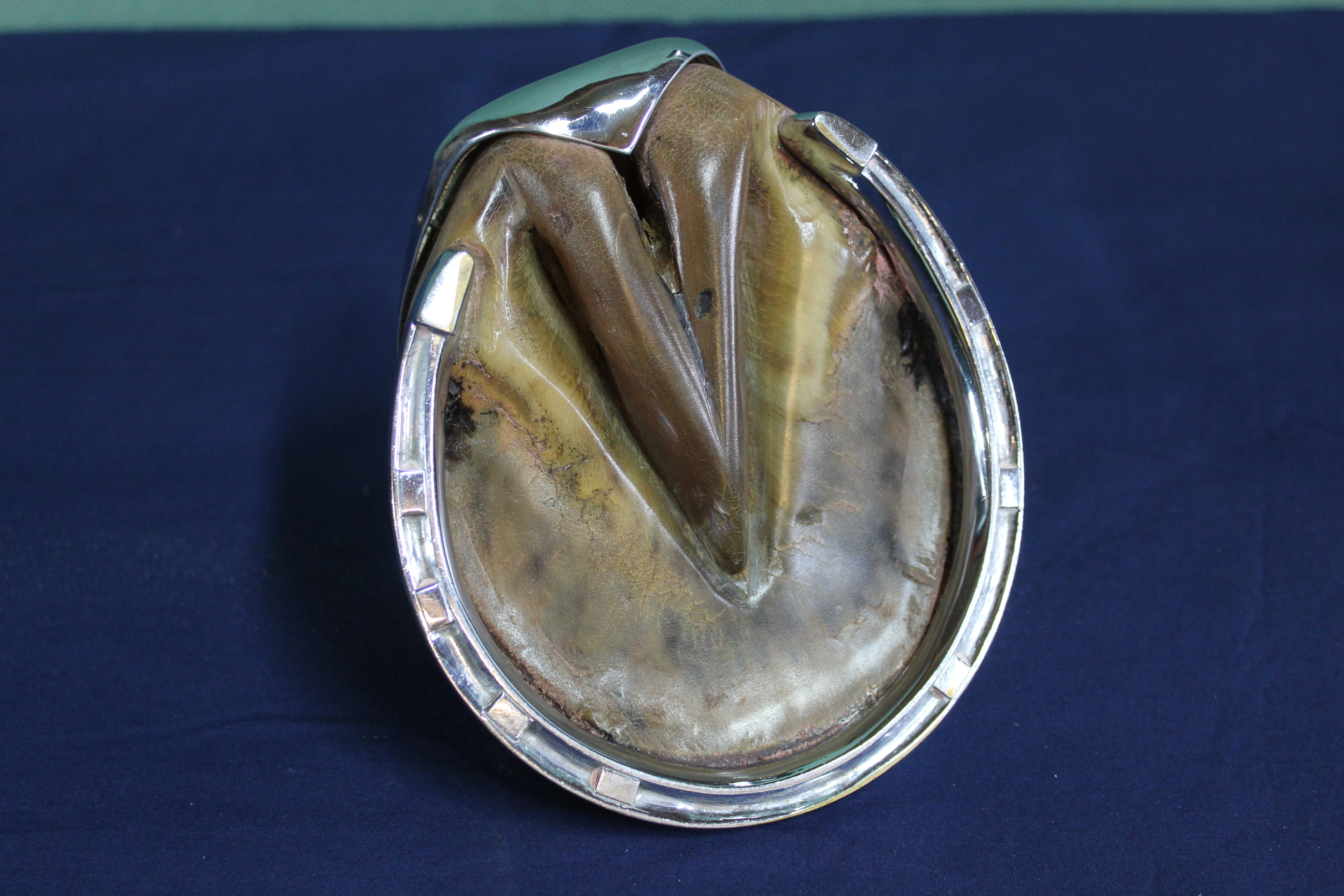 A 'silver plated' mounted hoof, - Image 3 of 3