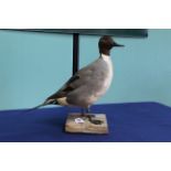 A taxidermy Pintail (male) duck mounted on its naturalistic base