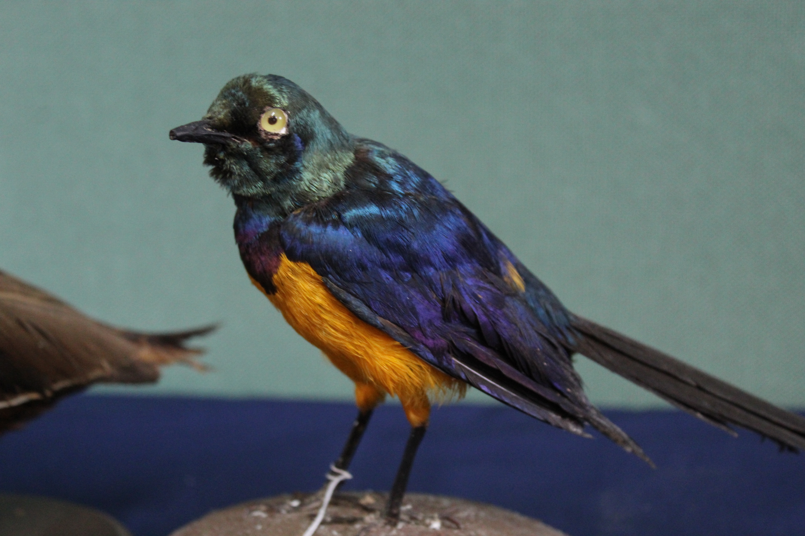 A taxidermy 'Lazen Teal' duck mounted on wooden plinth with a glossy starling also mounted on base - Image 3 of 3