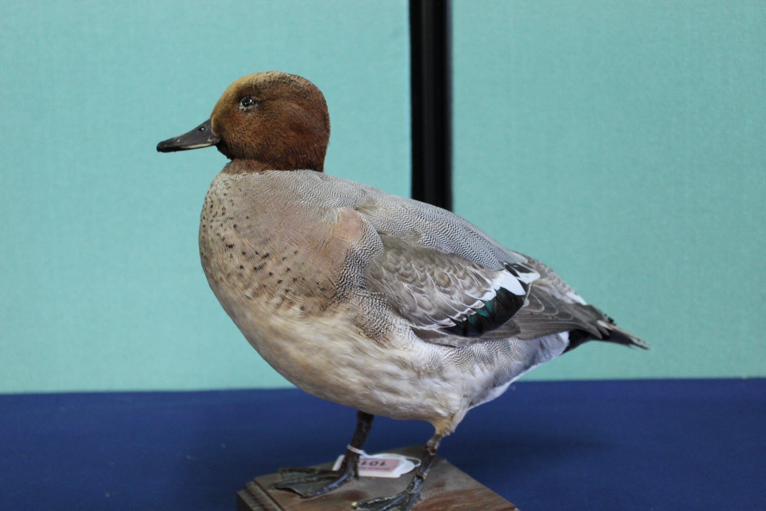 A taxidermy Wigeon duck mounted on a wooden plinth - Image 3 of 3