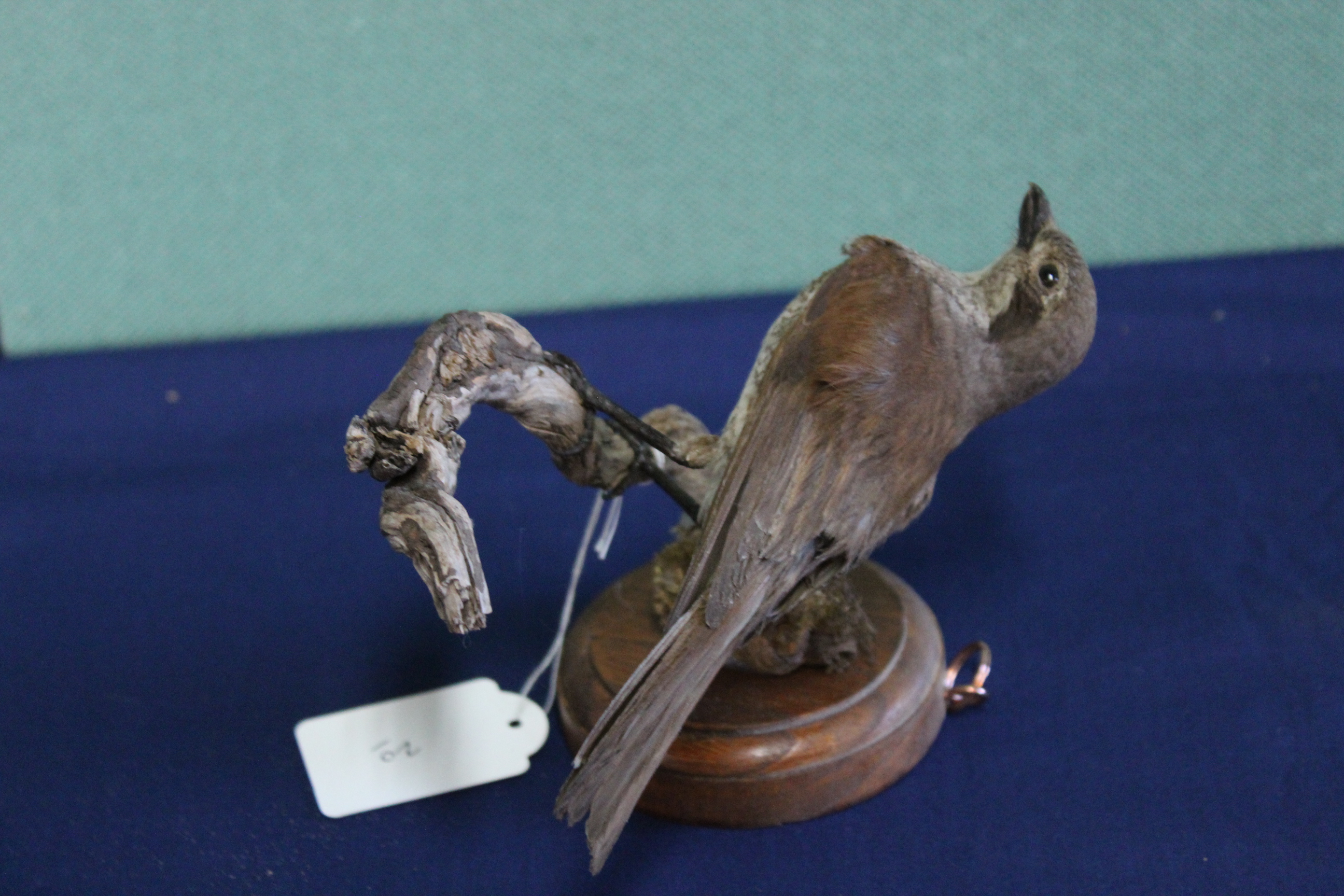 A taxidermy Nightingale mounted for wall hanging on wooden plinth - Image 3 of 3