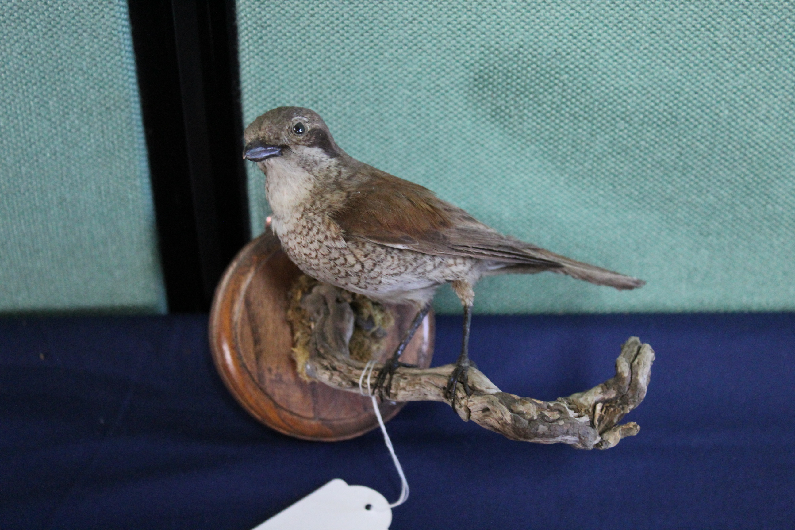 A taxidermy Nightingale mounted for wall hanging on wooden plinth