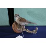 A taxidermy Nightingale mounted for wall hanging on wooden plinth