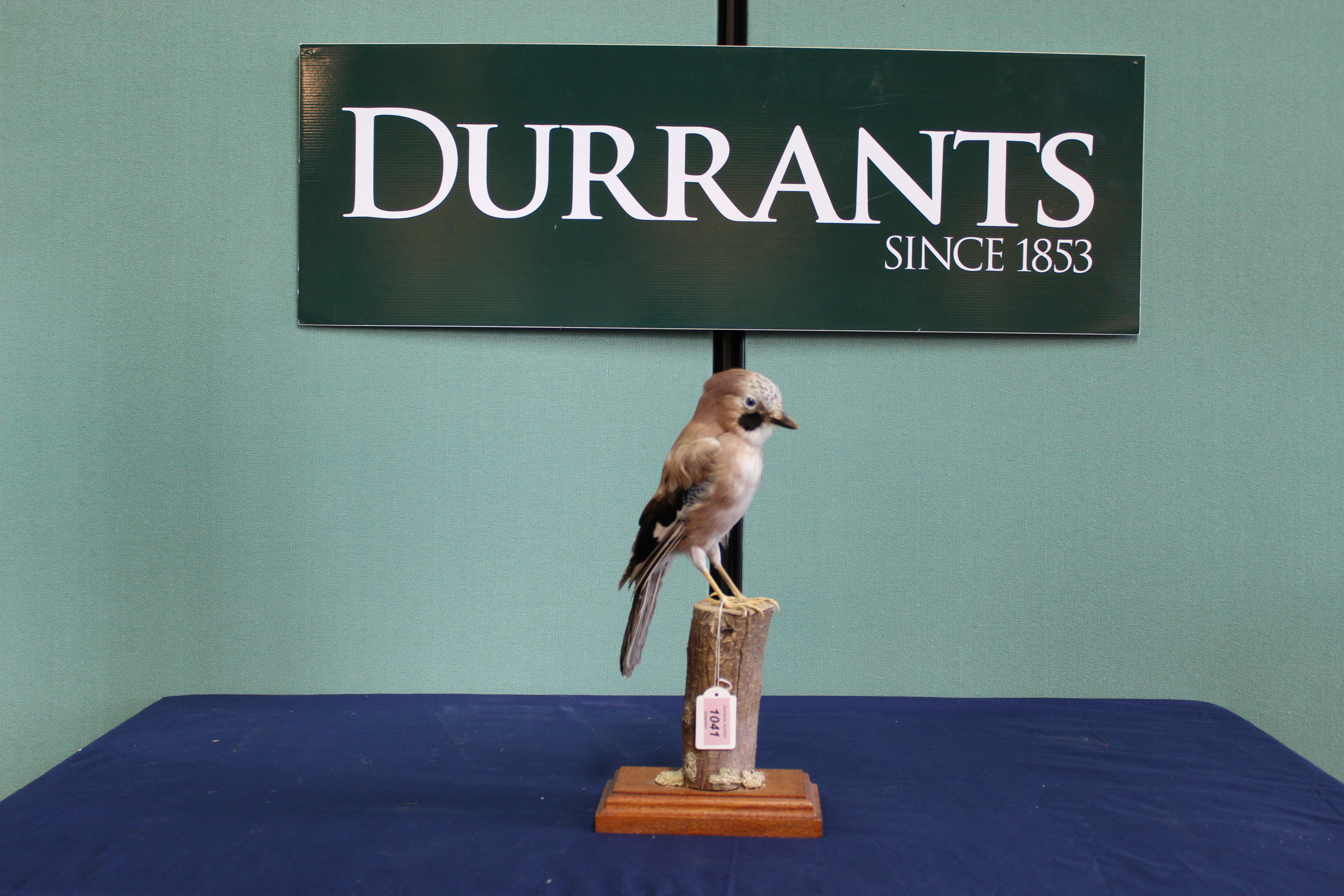 A taxidermy jay mounted on a wooden base and plinth