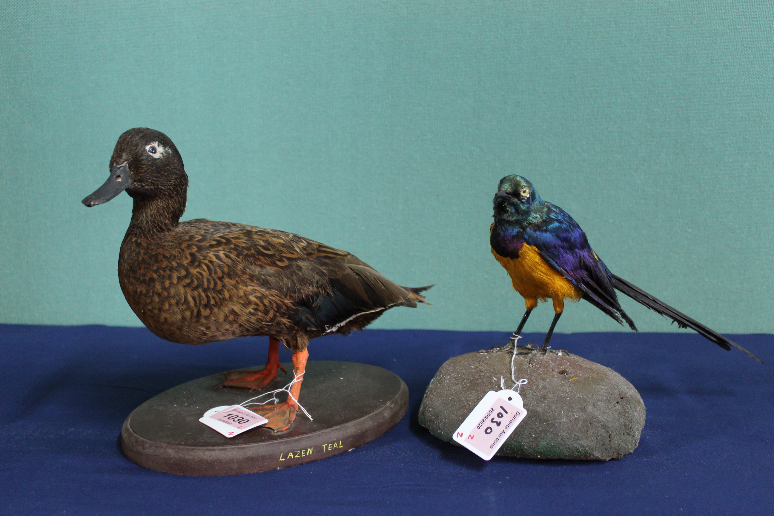 A taxidermy 'Lazen Teal' duck mounted on wooden plinth with a glossy starling also mounted on base