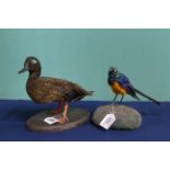 A taxidermy 'Lazen Teal' duck mounted on wooden plinth with a glossy starling also mounted on base