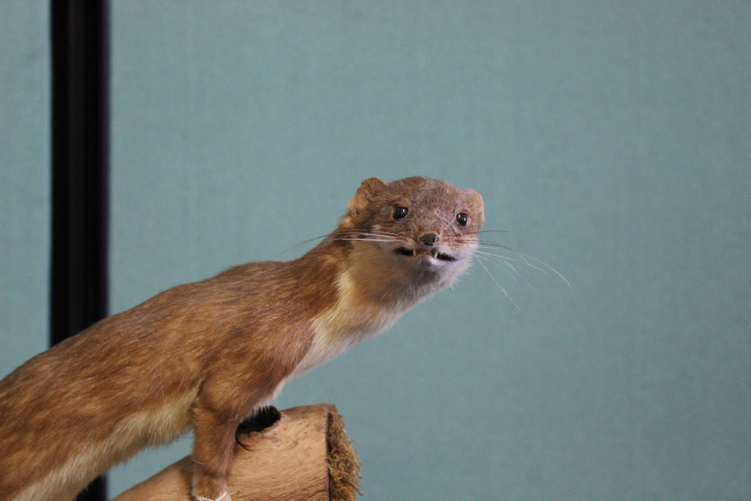 A taxidermy stoat mounted on its naturalistic branch setting - Image 2 of 3