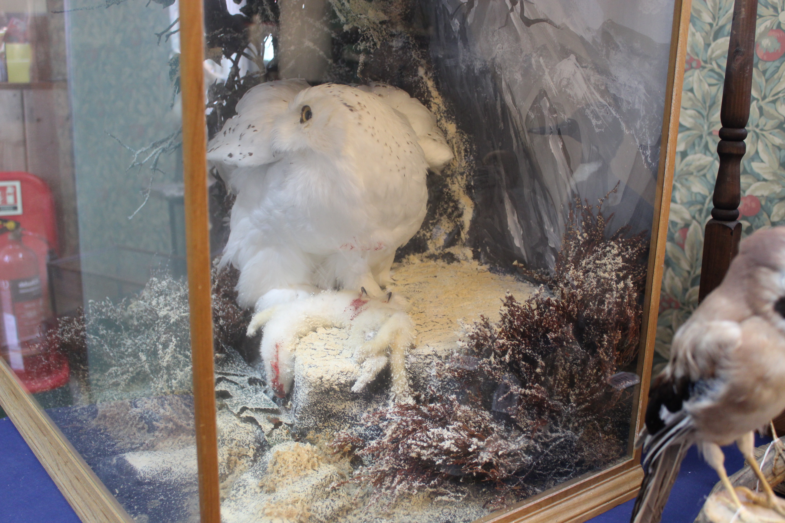 A taxidermy Snowy owl (Nyctea Scandiaca) cased within naturalistic setting with its prey, - Image 7 of 7