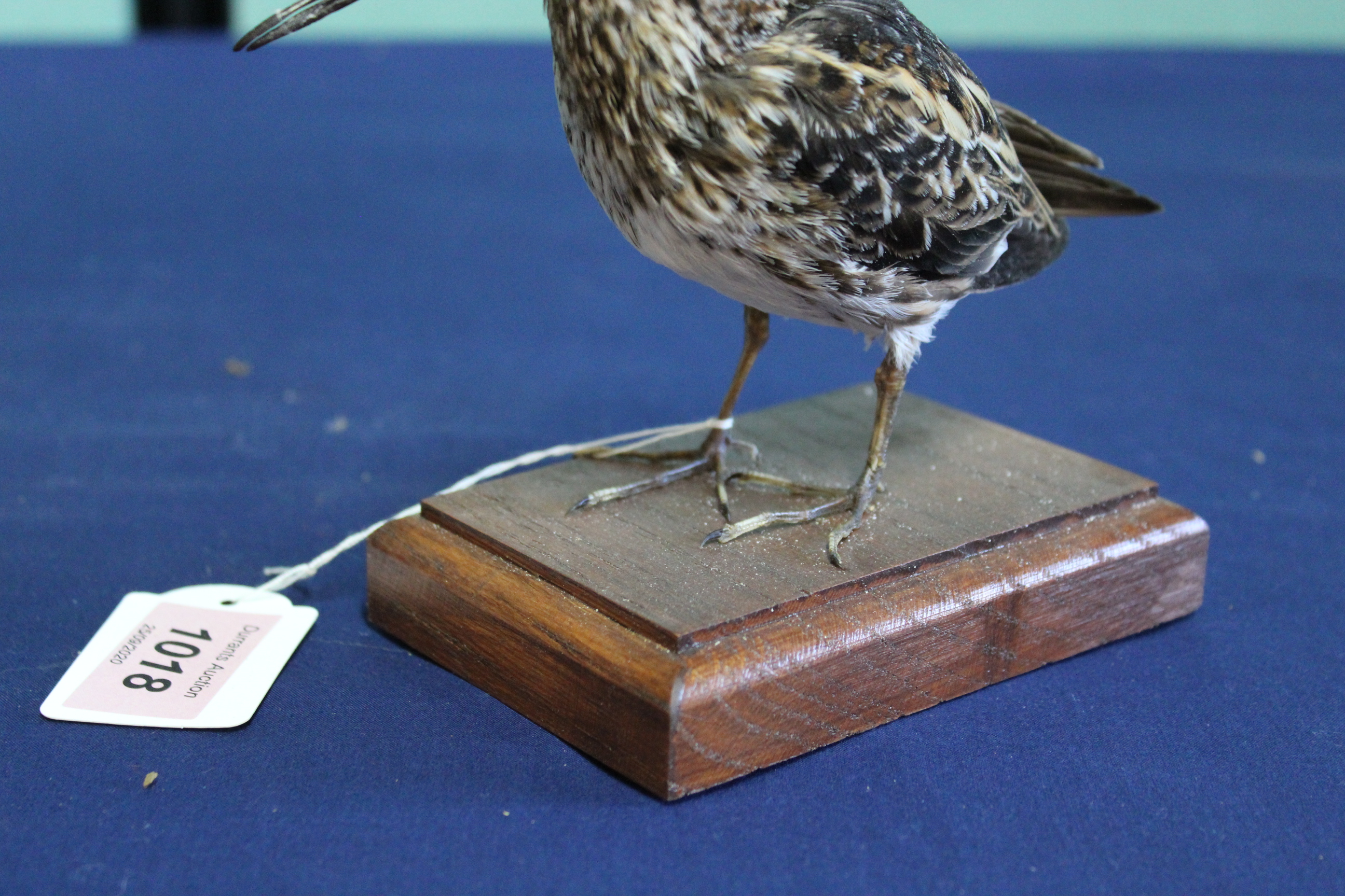 A taxidermy Jack Snipe mounted on its plinth - Image 3 of 3