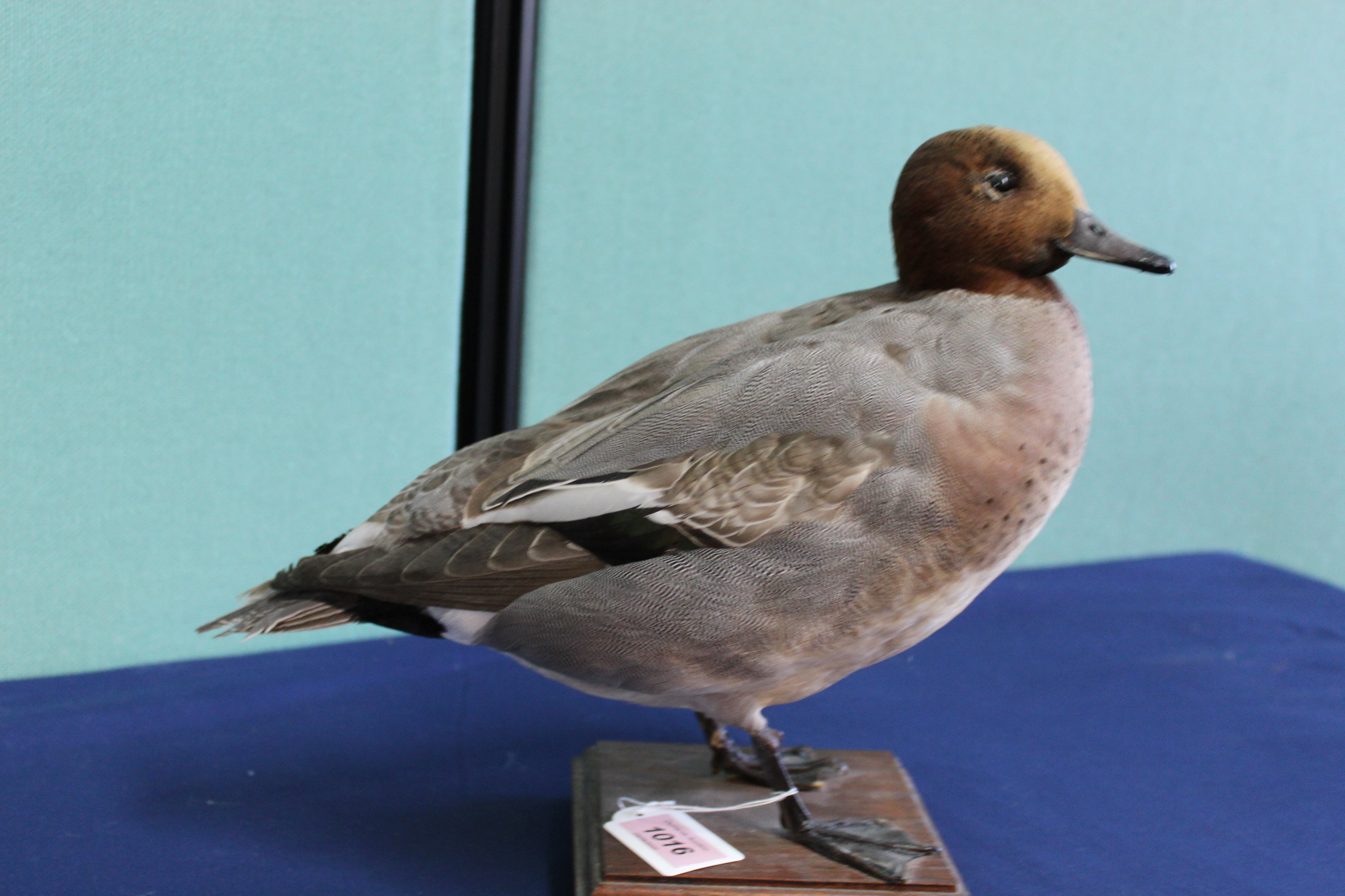 A taxidermy Wigeon duck mounted on a wooden plinth - Image 2 of 3