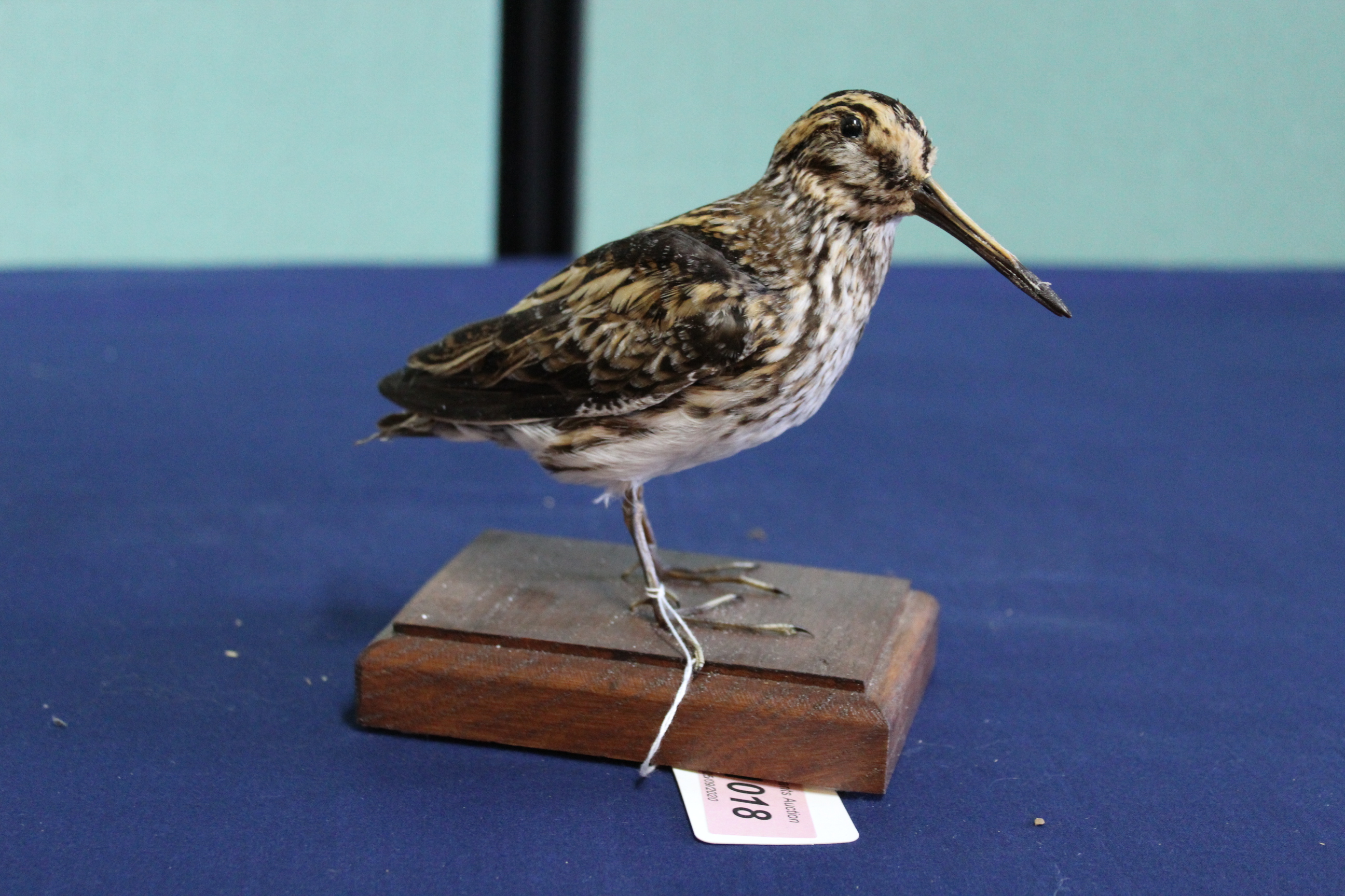 A taxidermy Jack Snipe mounted on its plinth