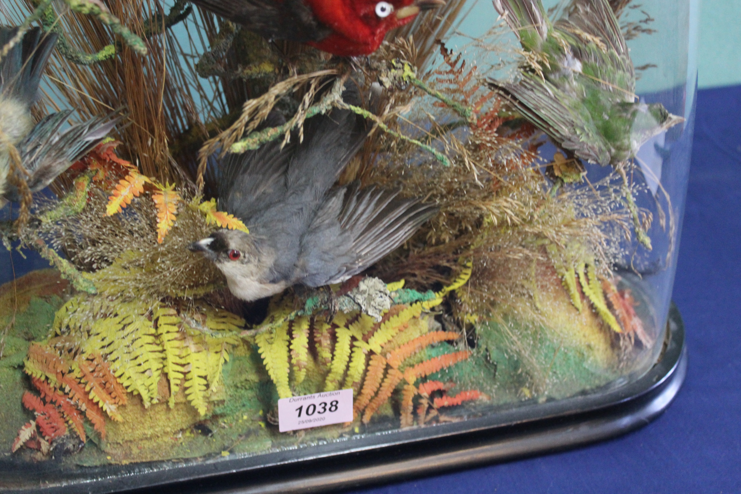 A Victorian taxidermy display of ten exotic birds within a naturalistic setting, - Image 3 of 5