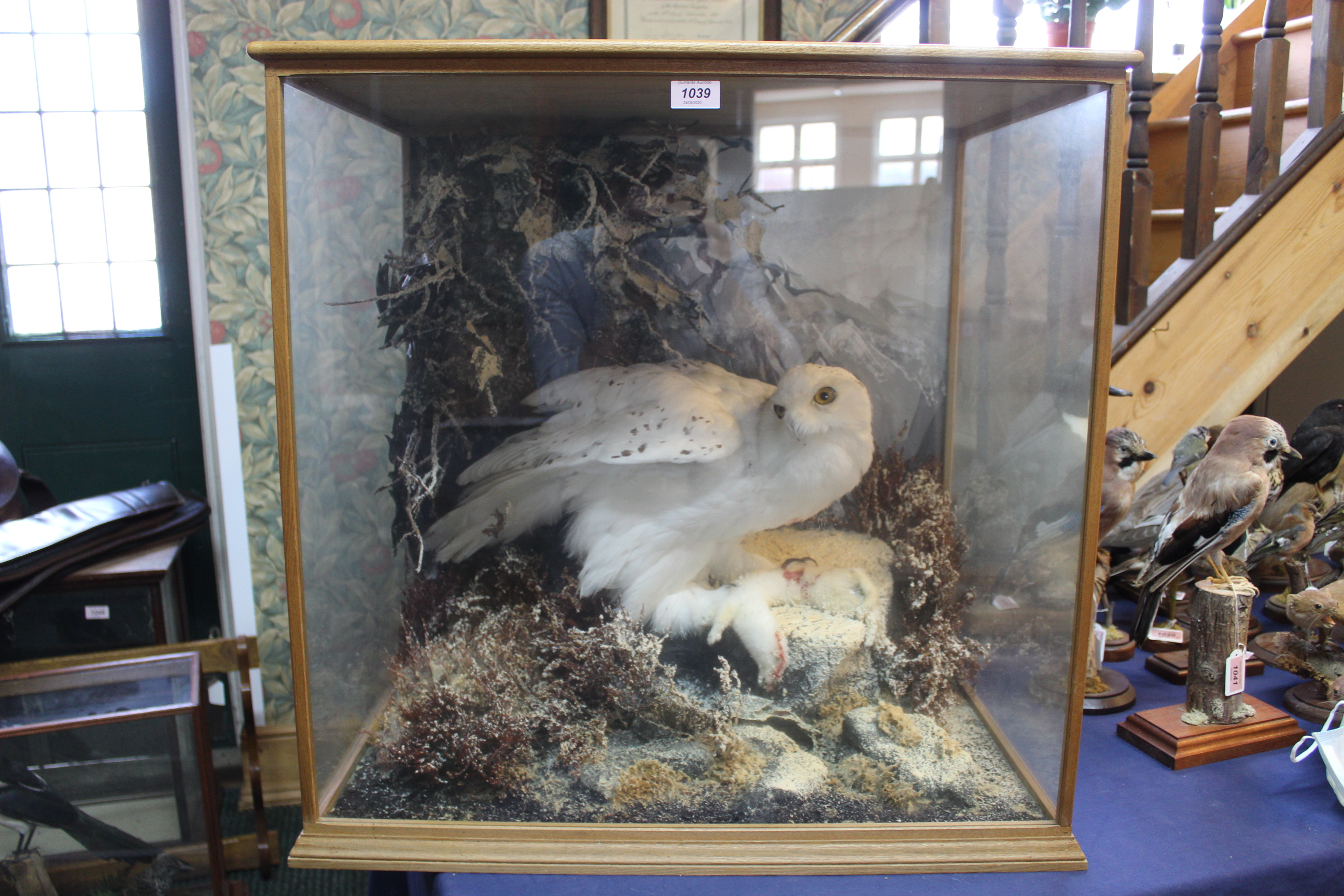 A taxidermy Snowy owl (Nyctea Scandiaca) cased within naturalistic setting with its prey,