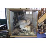 A taxidermy Snowy owl (Nyctea Scandiaca) cased within naturalistic setting with its prey,