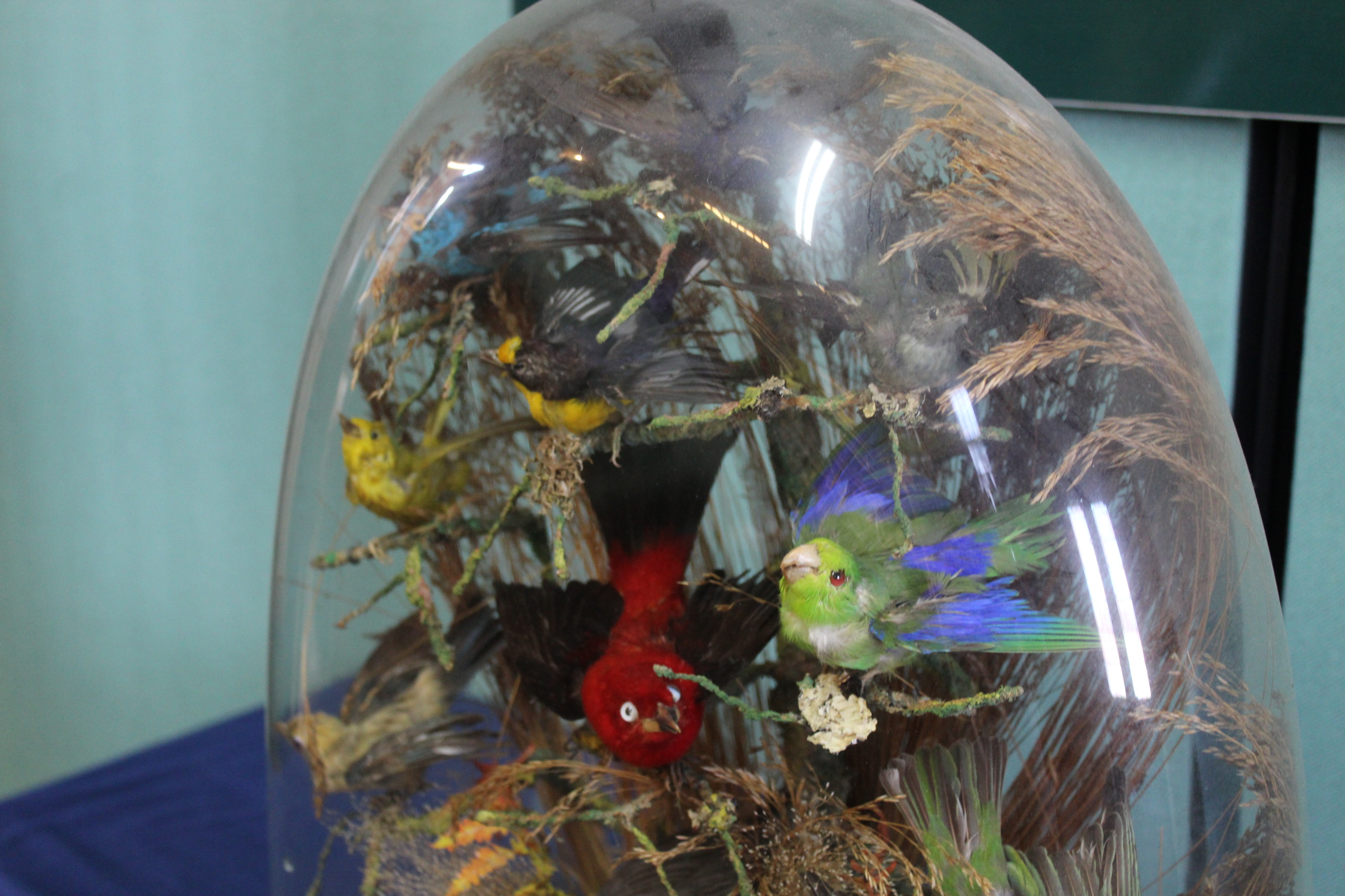 A Victorian taxidermy display of ten exotic birds within a naturalistic setting, - Image 4 of 5