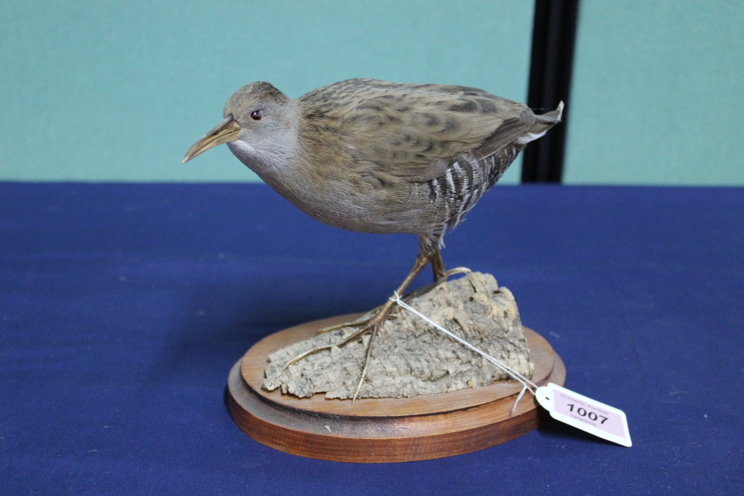 A taxidermy Water Rail mounted on wooden plinth and rustic base