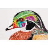 Wood Duck - watercolours